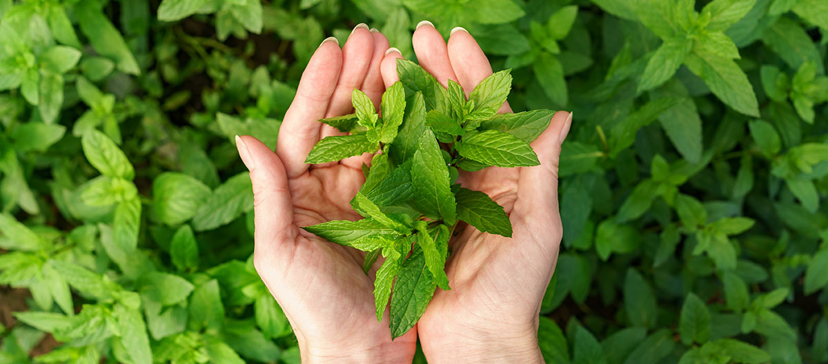 hands holding mint leaves in an outdoor herb garden